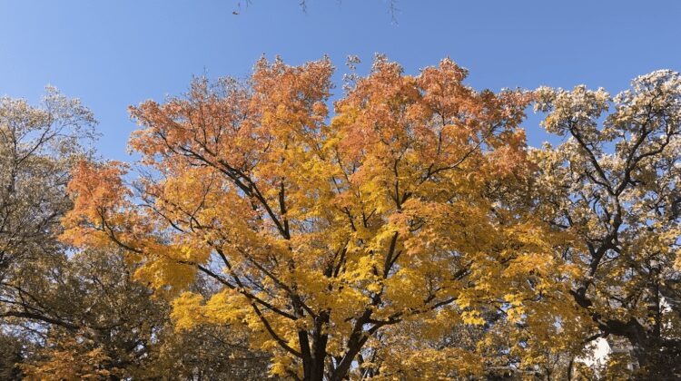 Automatic tone mapping recalculates the HDR color values so that they display consistently in the narrow Rec. 709 color space
