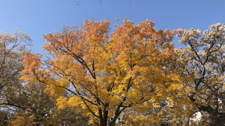 Automatic tone mapping recalculates the HDR color values so that they display consistently in the narrow Rec. 709 color space